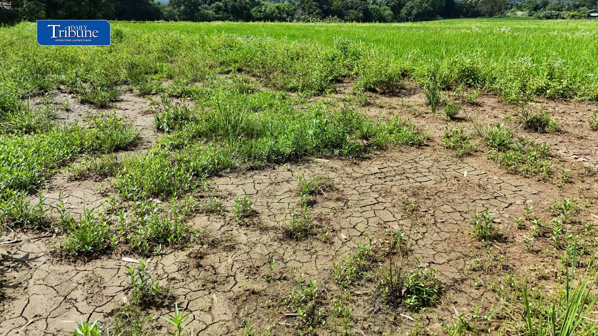 CRACKS BEFORE THE DROUGHT?
Cracks appear in the parched soil of a rice field in Rizal province on Thursday, 15 October 2026, as the country braces for the possible effects of El Niño.
The Philippine Atmospheric, Geophysical and Astronomical Services Administration (PAGASA) has warned that below-normal rainfall and prolonged dry spells could affect parts of the Philippines through the first half of 2027, raising concerns over water availability, agricultural production and food security.
The emerging dry conditions underscore the need for early preparations to protect crops and water supplies. | Photo by Analy Labor