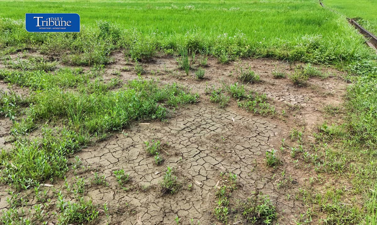 CRACKS BEFORE THE DROUGHT?
Cracks appear in the parched soil of a rice field in Rizal province on Thursday, 15 October 2026, as the country braces for the possible effects of El Niño.
The Philippine Atmospheric, Geophysical and Astronomical Services Administration (PAGASA) has warned that below-normal rainfall and prolonged dry spells could affect parts of the Philippines through the first half of 2027, raising concerns over water availability, agricultural production and food security.
The emerging dry conditions underscore the need for early preparations to protect crops and water supplies. | Photo by Analy Labor