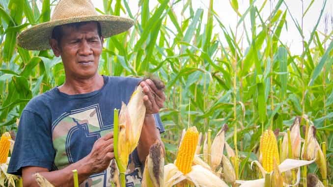 Corn farmers get gov’t aid