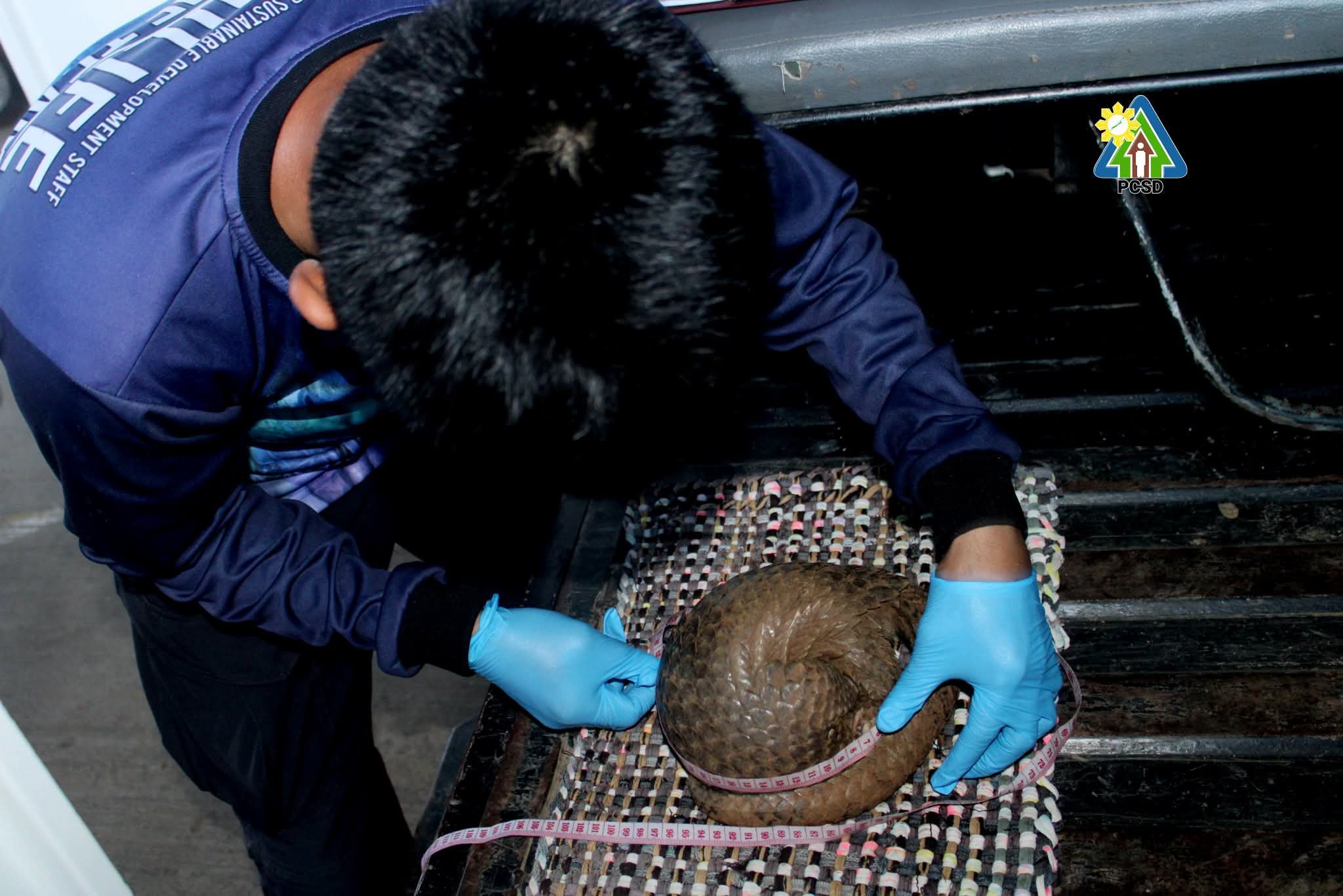 Palawan Pangolin rescued by homeowners in Puerto Princesa