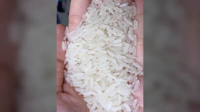 DT8 is a light, fragrant rice, newly grown and developed in Vietnam and grown in many areas of the Mekong Delta.