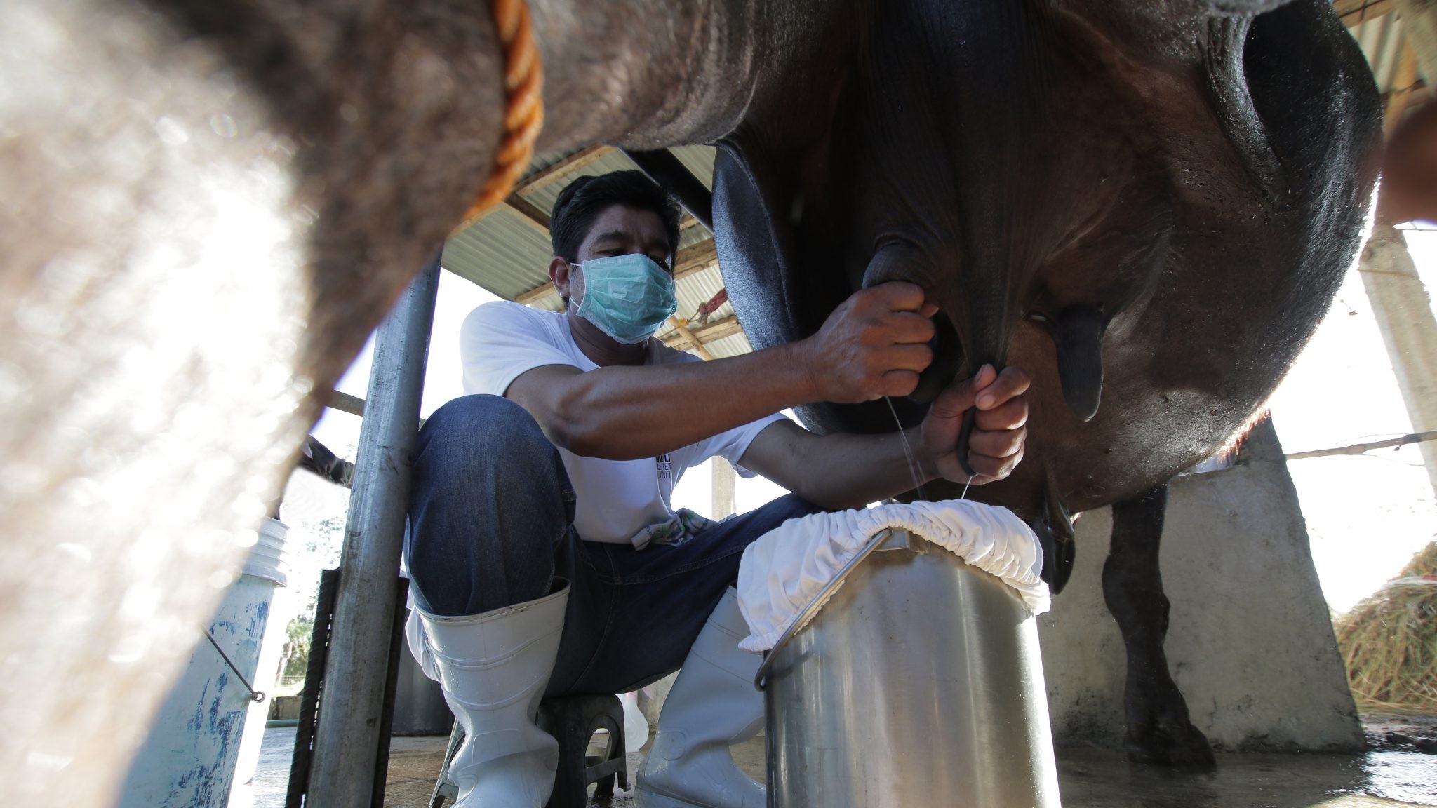 PCC to buy P4.7-M carabao’s milk