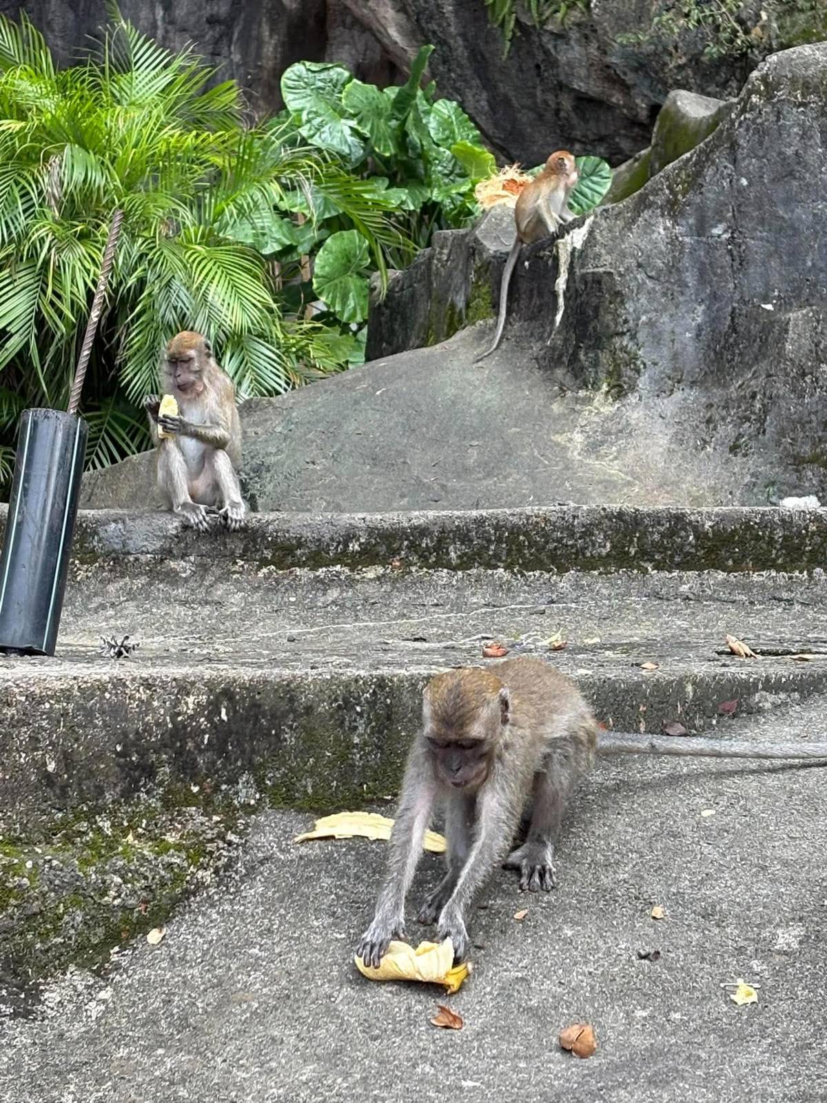 MONKEYS enjoy bananas at Batu Caves, where wildlife has become a familiar sight for tourists.