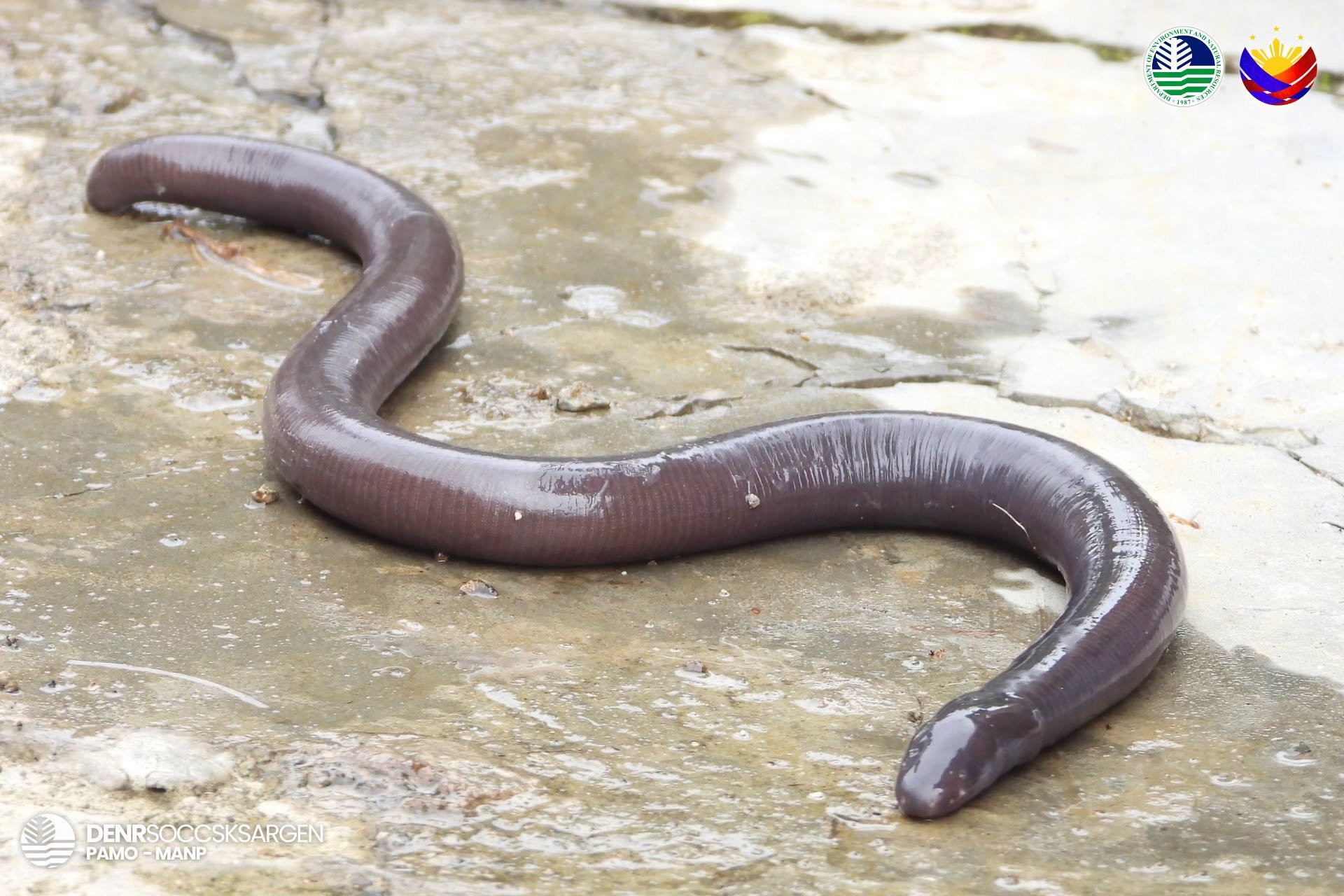 Limbless amphibian in Mt. Apo harmless 