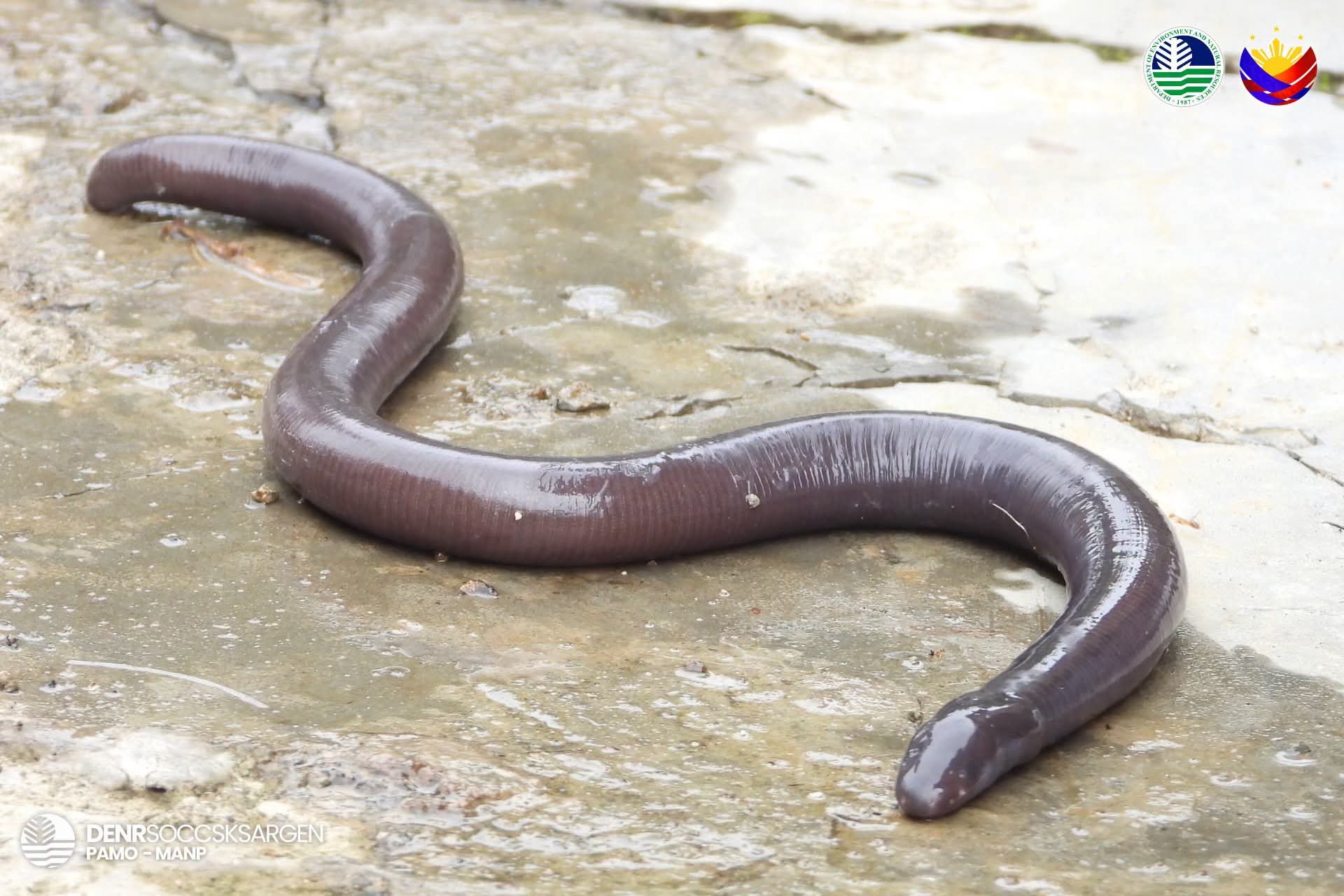 Mindanao Caecilian recorded in Mount Apo Natural Park