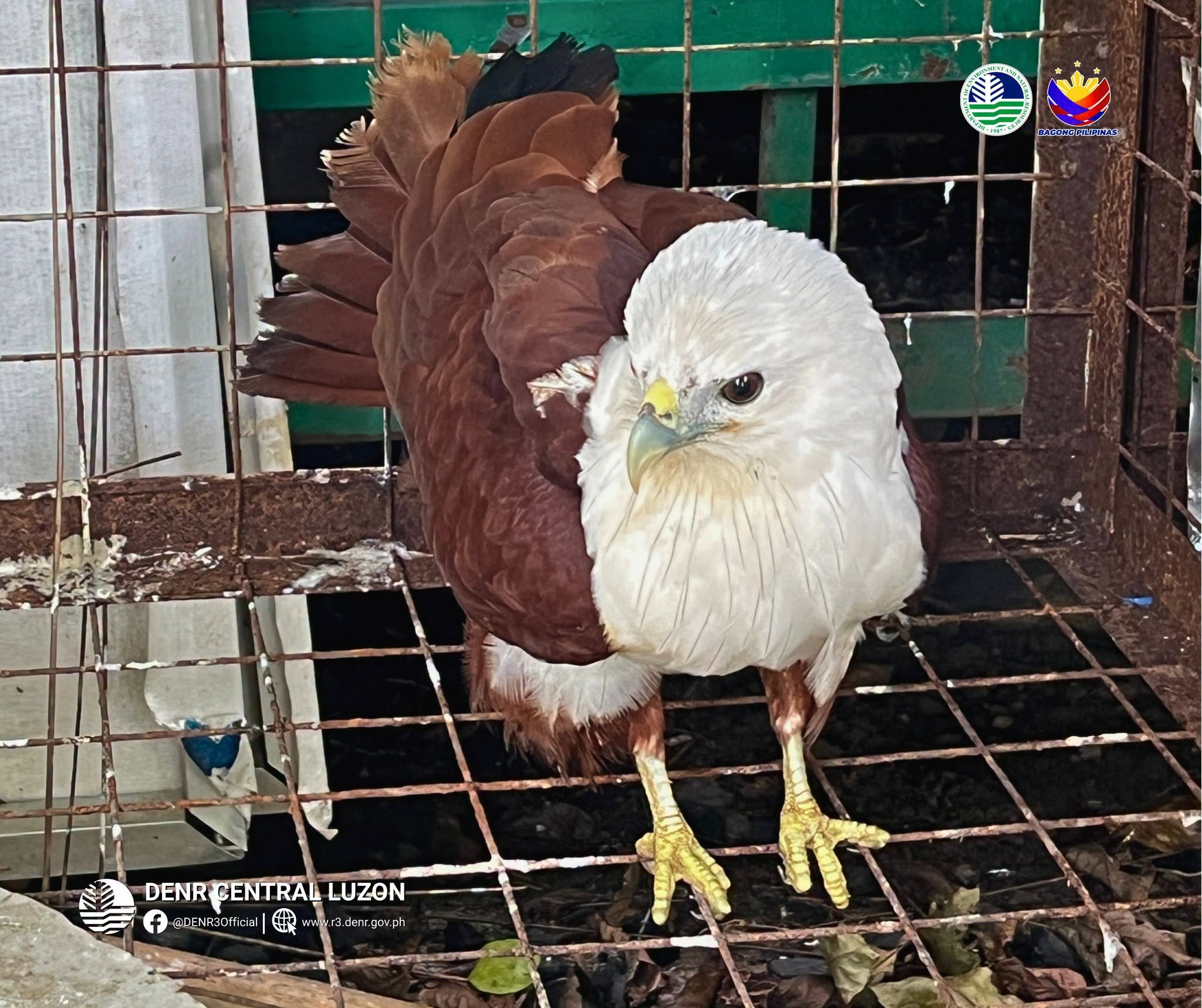 DENR releases Brahminy Kite in Tarlac