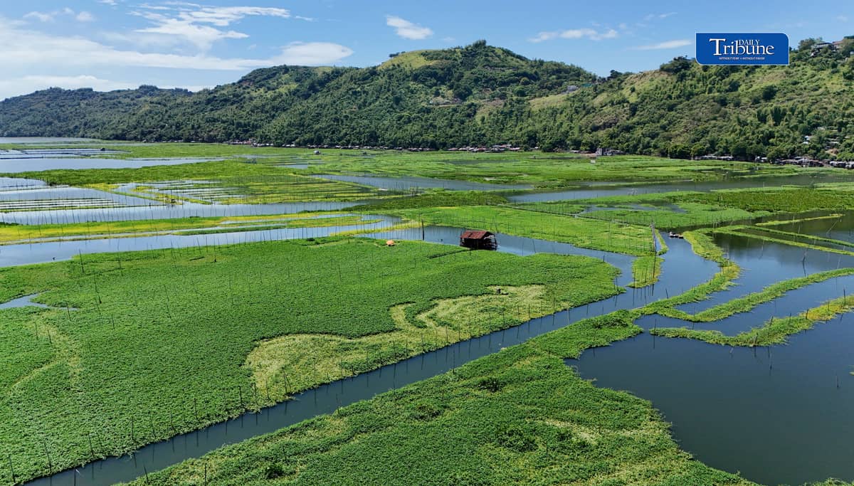 (October 20 2026) Farmers were seen harvesting water spinach in laguna de bay in Cardona Rizal on Tuesday, October 20, 2026. According to the Laguna Lake Development Authority (LLDA). The water level of Laguna de Bay continues to decline amid prevailing El Niño conditions, an average water level of 12.20 meters as of 1 p.m. on October 19, 2026. The level remains below the critical high threshold of 12.50. Agriculture and aquaculture operators were advised by the agency to take necessary precautions and monitor changes in water levels and water quality parameters as dry conditions persist. President Ferdinand R. Marcos Jr. said the government is preparing for a “Super El Niño” (or Very Strong El Niño according to PAGASA) that could begin affecting the country more intensely in late October or early November and persist until around March 2027, with hotter and drier conditions expected during the following summer months, In a press briefing in Singapore last week. Photo/Analy Labor
