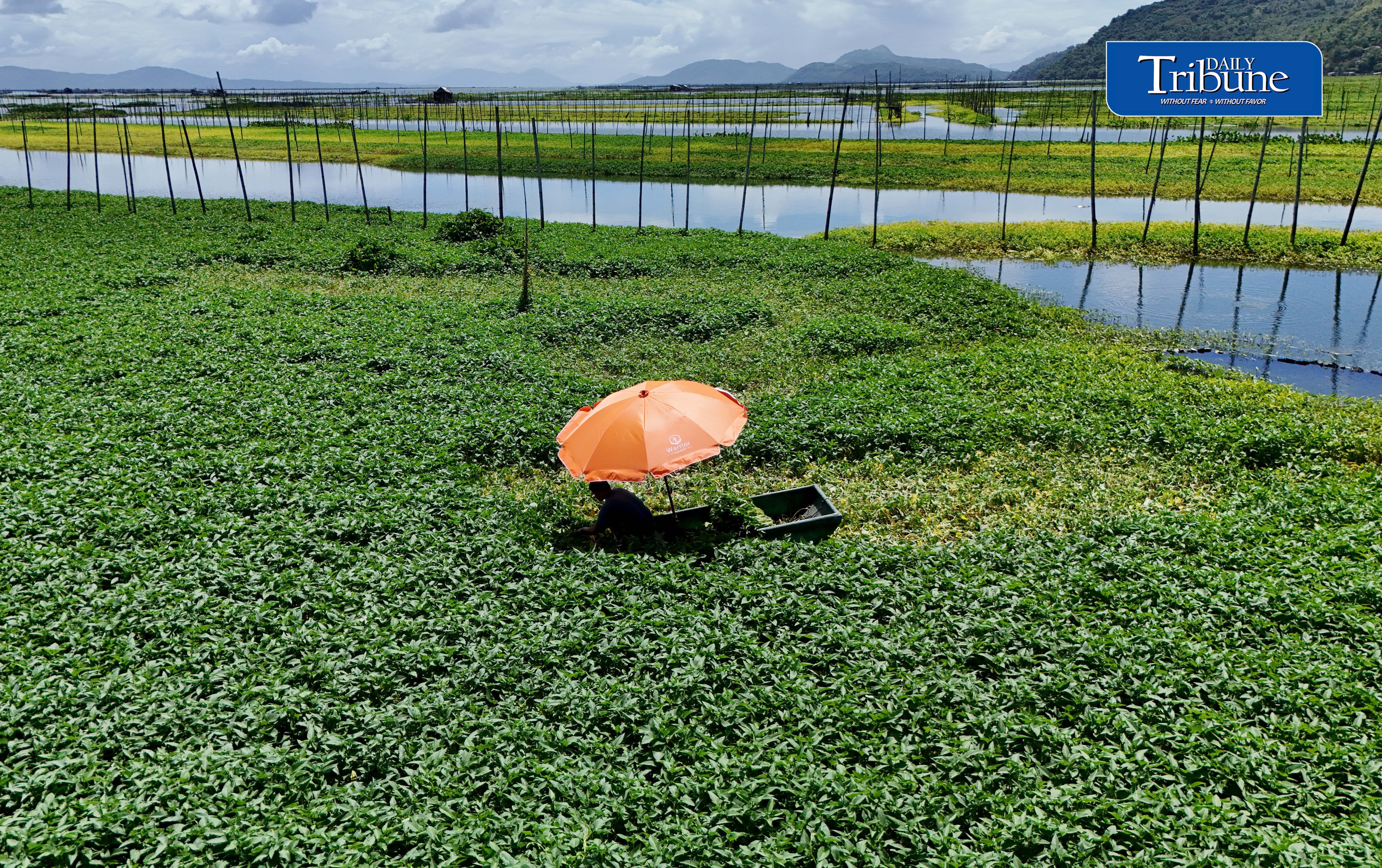 Harvesting water spinach 