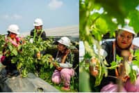 Local farmers during their planting activities in Citicore Renewables' solar sites in Tuy, Batangas