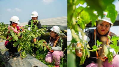 Local farmers during their planting activities in Citicore Renewables' solar sites in Tuy, Batangas
