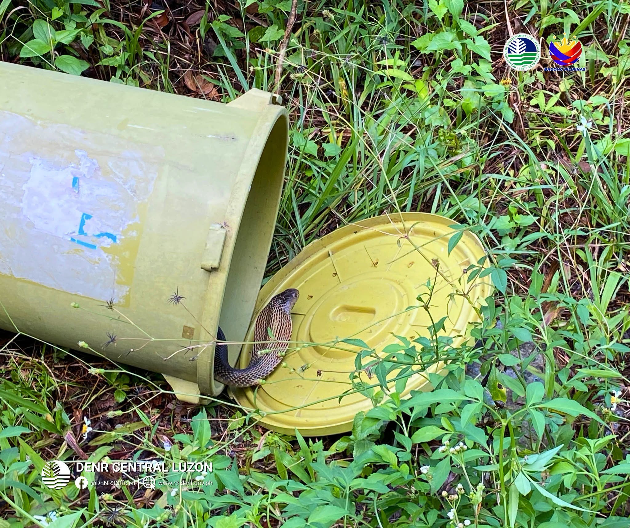 DENR releases six rehabilitated animals in Aurora forests