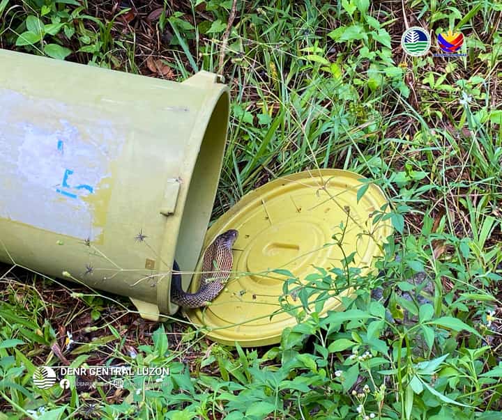 DENR releases six rehabilitated animals in Aurora forests