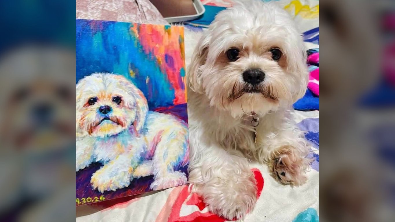 My designer dog is an ancient royal snub