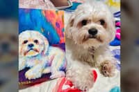 KIRBY after reviewing his official royal portrait painted by my sister Jessica.