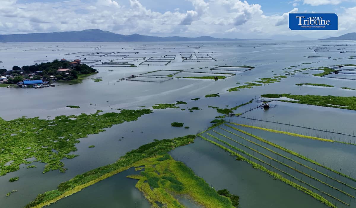 (October 20 2026) Aerial photo of Fish cages in laguna de bay in Cardona Rizal continues to operate amidst the declining water on Tuesday, October 20, 2026. According to the Laguna Lake Development Authority (LLDA). The water level of Laguna de Bay continues to decline amid prevailing El Niño conditions, an average water level of 12.20 meters as of 1 p.m. on October 19, 2026. The level remains below the critical high threshold of 12.50. Agriculture and aquaculture operators were advised by the agency to take necessary precautions and monitor changes in water levels and water quality parameters as dry conditions persist. President Ferdinand R. Marcos Jr. said the government is preparing for a “Super El Niño” (or Very Strong El Niño according to PAGASA) that could begin affecting the country more intensely in late October or early November and persist until around March 2027, with hotter and drier conditions expected during the following summer months, In a press briefing in Singapore last week. Photo/Analy Labor