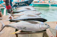 FRESHLY-caught tunas are displayed at a wharf in Eastern Samar. The provincial government is seeking to boost tuna production in the region.