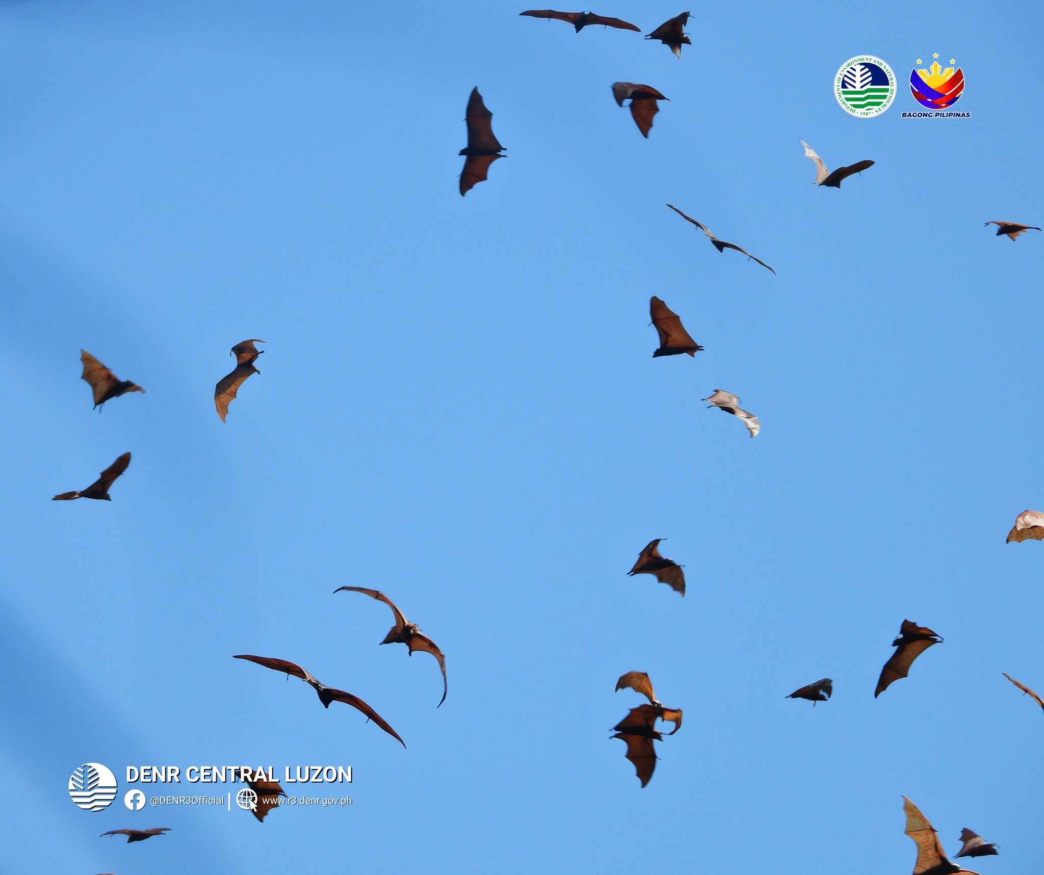 DENR records 8,000 flying foxes at Aurora Memorial National Park