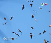 DENR records 8,000 flying foxes at Aurora Memorial National Park