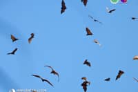 DENR records 8,000 flying foxes at Aurora Memorial National Park