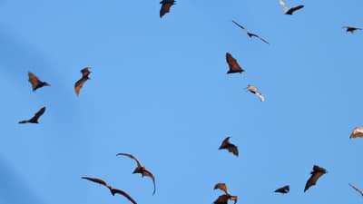 DENR records 8,000 flying foxes at Aurora Memorial National Park