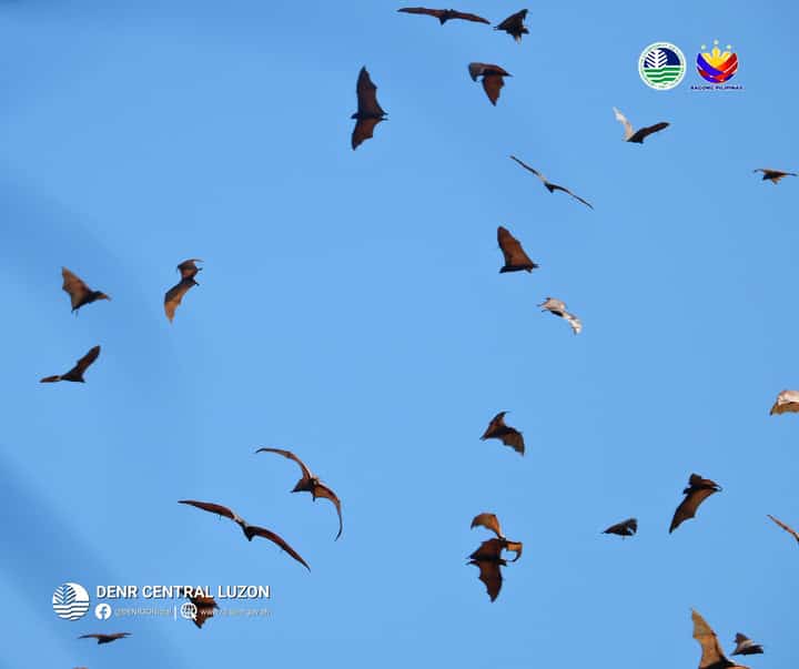 DENR records 8,000 flying foxes at Aurora Memorial National Park
