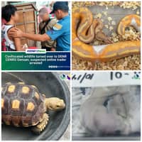 P70K in exotic wildlife seized in GenSan