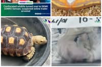 P70K in exotic wildlife seized in GenSan