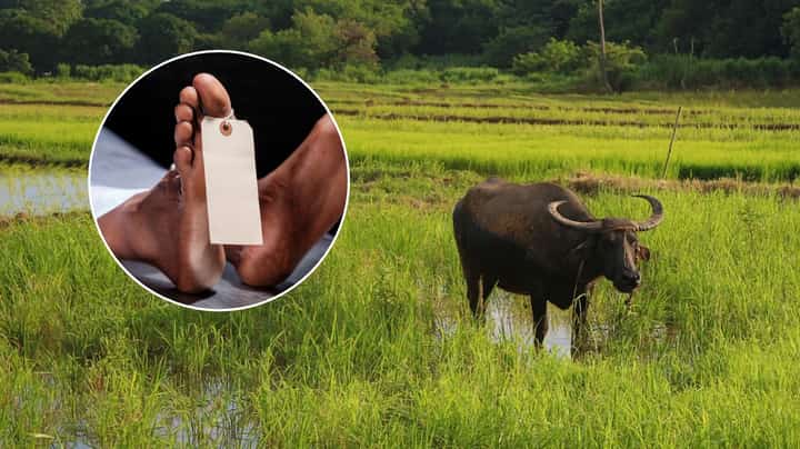 Farmer gored to death by carabao in Bukidnon