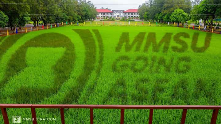 MMSU, PhilRice unveil ASEAN-inspired rice art