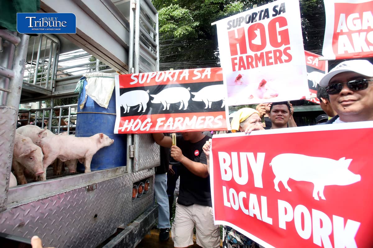 (October 23 2026) Hog raisers group from across the country gathered at the Department of Agriculture office in Quezon City to stage a peaceful rally to voice their grievances concerning the hog-raising industry. urging the government to take immediate action to protect the local hog industry, specially the alleged excessive influx of imported pork, according to them the industry was losing approximately P250 million per day, the farmgate price of pork has plummeted to between P130 and P140 per kilogram in some areas, while the estimated cost of production stands at P180 to P190 per kilogram. Photo/Analy Labor