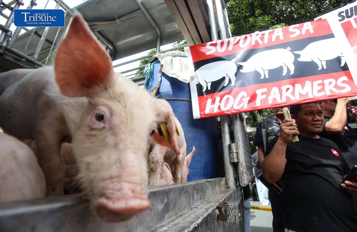 (October 23 2026) Hog raisers group from across the country gathered at the Department of Agriculture office in Quezon City to stage a peaceful rally to voice their grievances concerning the hog-raising industry. urging the government to take immediate action to protect the local hog industry, specially the alleged excessive influx of imported pork, according to them the industry was losing approximately P250 million per day, the farmgate price of pork has plummeted to between P130 and P140 per kilogram in some areas, while the estimated cost of production stands at P180 to P190 per kilogram. Photo/Analy Labor