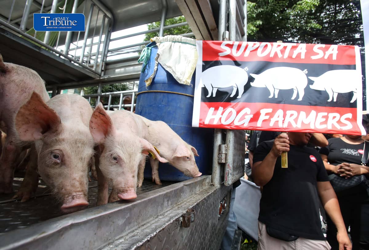 (October 23 2026) Hog raisers group from across the country gathered at the Department of Agriculture office in Quezon City to stage a peaceful rally to voice their grievances concerning the hog-raising industry. urging the government to take immediate action to protect the local hog industry, specially the alleged excessive influx of imported pork, according to them the industry was losing approximately P250 million per day, the farmgate price of pork has plummeted to between P130 and P140 per kilogram in some areas, while the estimated cost of production stands at P180 to P190 per kilogram. Photo/Analy Labor