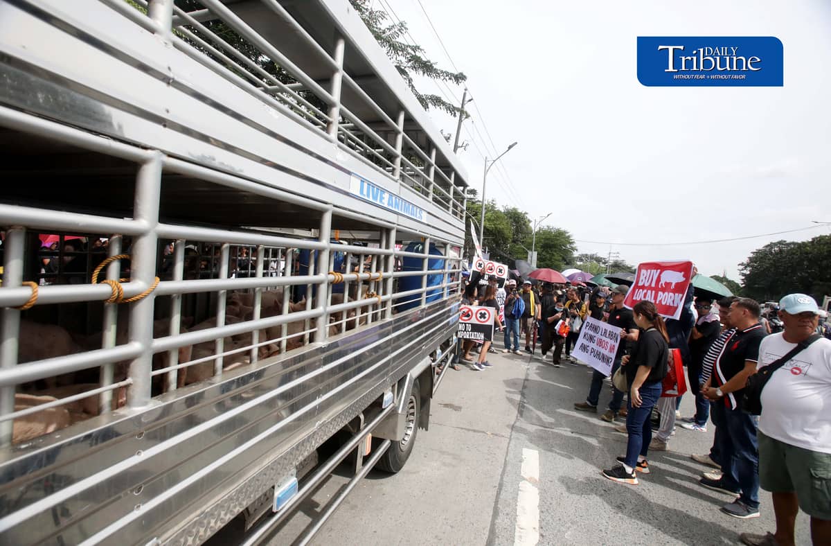 (October 23 2026) Hog raisers group from across the country gathered at the Department of Agriculture office in Quezon City to stage a peaceful rally to voice their grievances concerning the hog-raising industry. urging the government to take immediate action to protect the local hog industry, specially the alleged excessive influx of imported pork, according to them the industry was losing approximately P250 million per day, the farmgate price of pork has plummeted to between P130 and P140 per kilogram in some areas, while the estimated cost of production stands at P180 to P190 per kilogram. Photo/Analy Labor