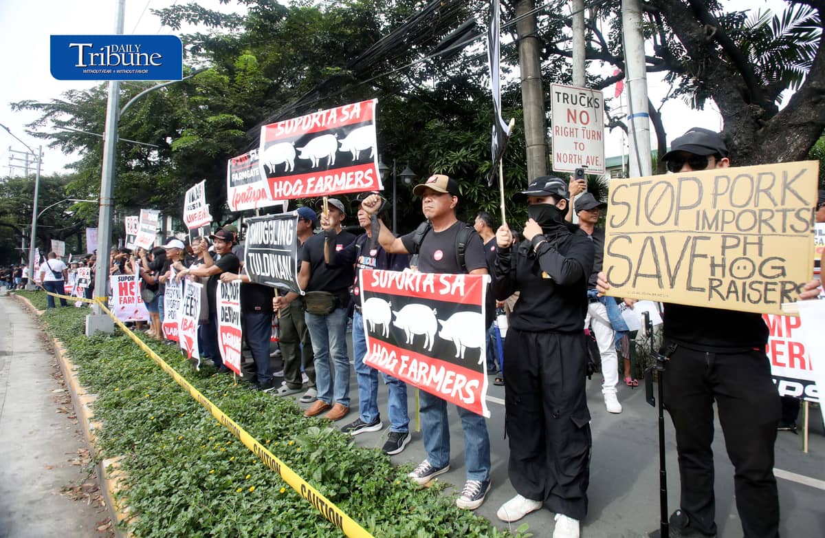 (October 23 2026) Hog raisers group from across the country gathered at the Department of Agriculture office in Quezon City to stage a peaceful rally to voice their grievances concerning the hog-raising industry. urging the government to take immediate action to protect the local hog industry, specially the alleged excessive influx of imported pork, according to them the industry was losing approximately P250 million per day, the farmgate price of pork has plummeted to between P130 and P140 per kilogram in some areas, while the estimated cost of production stands at P180 to P190 per kilogram. Photo/Analy Labor
