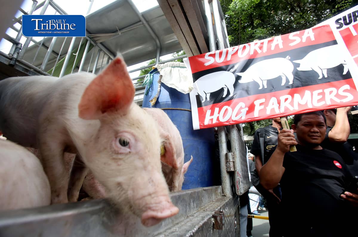 (October 23 2026) Hog raisers group from across the country gathered at the Department of Agriculture office in Quezon City to stage a peaceful rally to voice their grievances concerning the hog-raising industry. urging the government to take immediate action to protect the local hog industry, specially the alleged excessive influx of imported pork, according to them the industry was losing approximately P250 million per day, the farmgate price of pork has plummeted to between P130 and P140 per kilogram in some areas, while the estimated cost of production stands at P180 to P190 per kilogram. Photo/Analy Labor