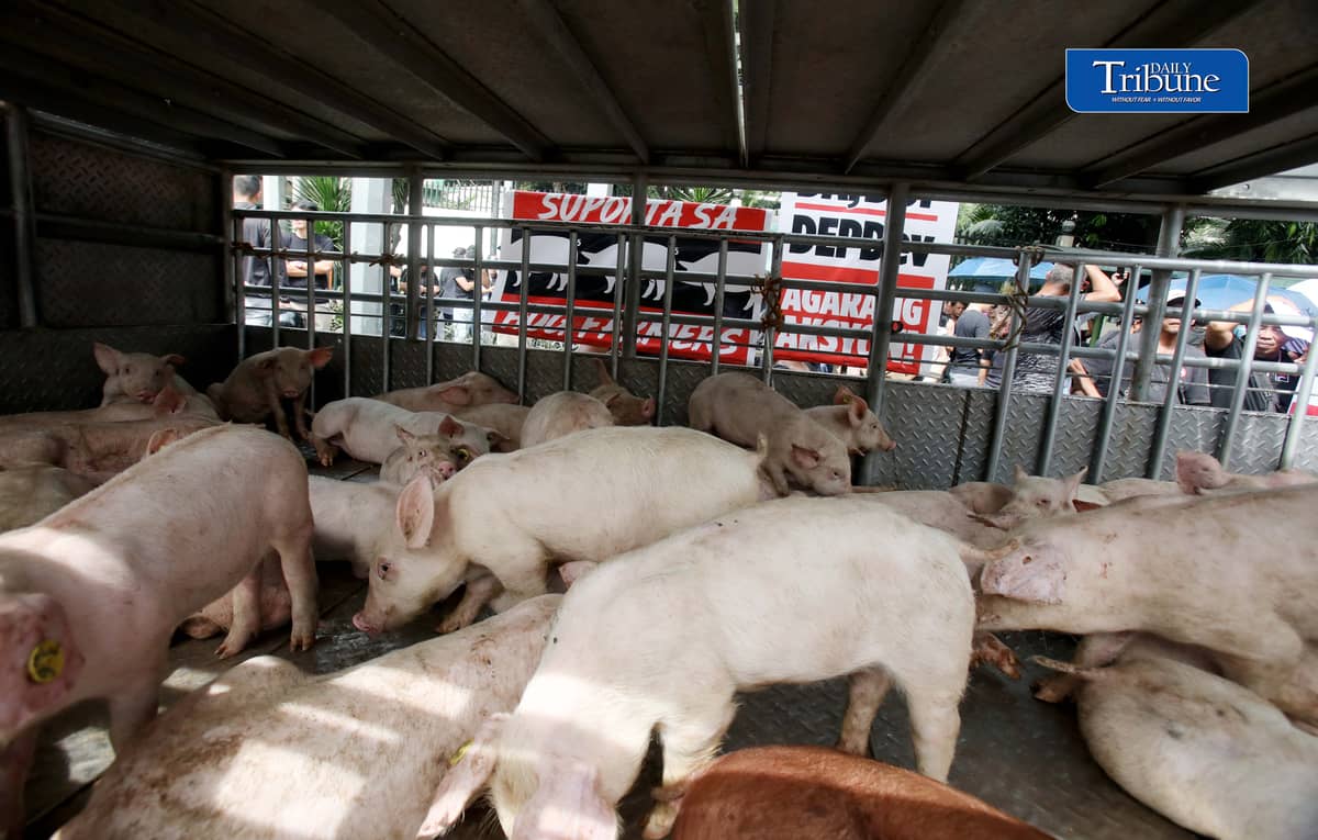 (October 23 2026) Hog raisers group from across the country gathered at the Department of Agriculture office in Quezon City to stage a peaceful rally to voice their grievances concerning the hog-raising industry. urging the government to take immediate action to protect the local hog industry, specially the alleged excessive influx of imported pork, according to them the industry was losing approximately P250 million per day, the farmgate price of pork has plummeted to between P130 and P140 per kilogram in some areas, while the estimated cost of production stands at P180 to P190 per kilogram. Photo/Analy Labor