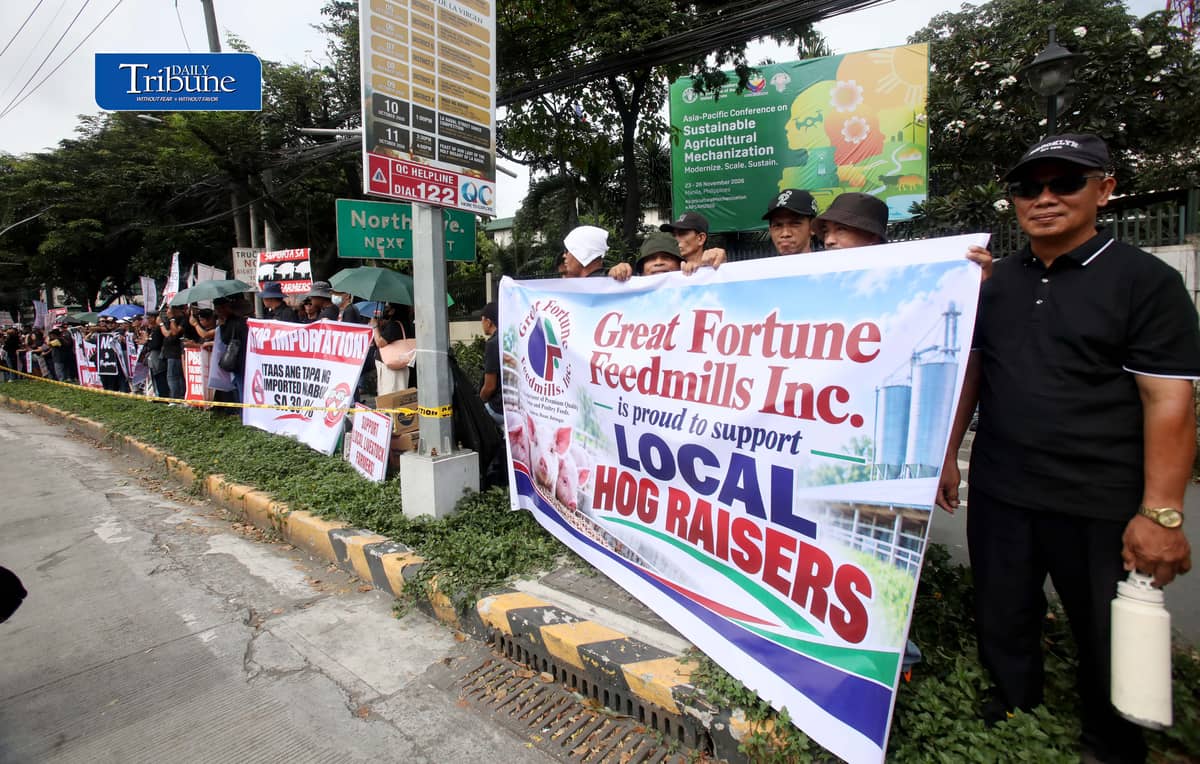 (October 23 2026) Hog raisers group from across the country gathered at the Department of Agriculture office in Quezon City to stage a peaceful rally to voice their grievances concerning the hog-raising industry. urging the government to take immediate action to protect the local hog industry, specially the alleged excessive influx of imported pork, according to them the industry was losing approximately P250 million per day, the farmgate price of pork has plummeted to between P130 and P140 per kilogram in some areas, while the estimated cost of production stands at P180 to P190 per kilogram. Photo/Analy Labor