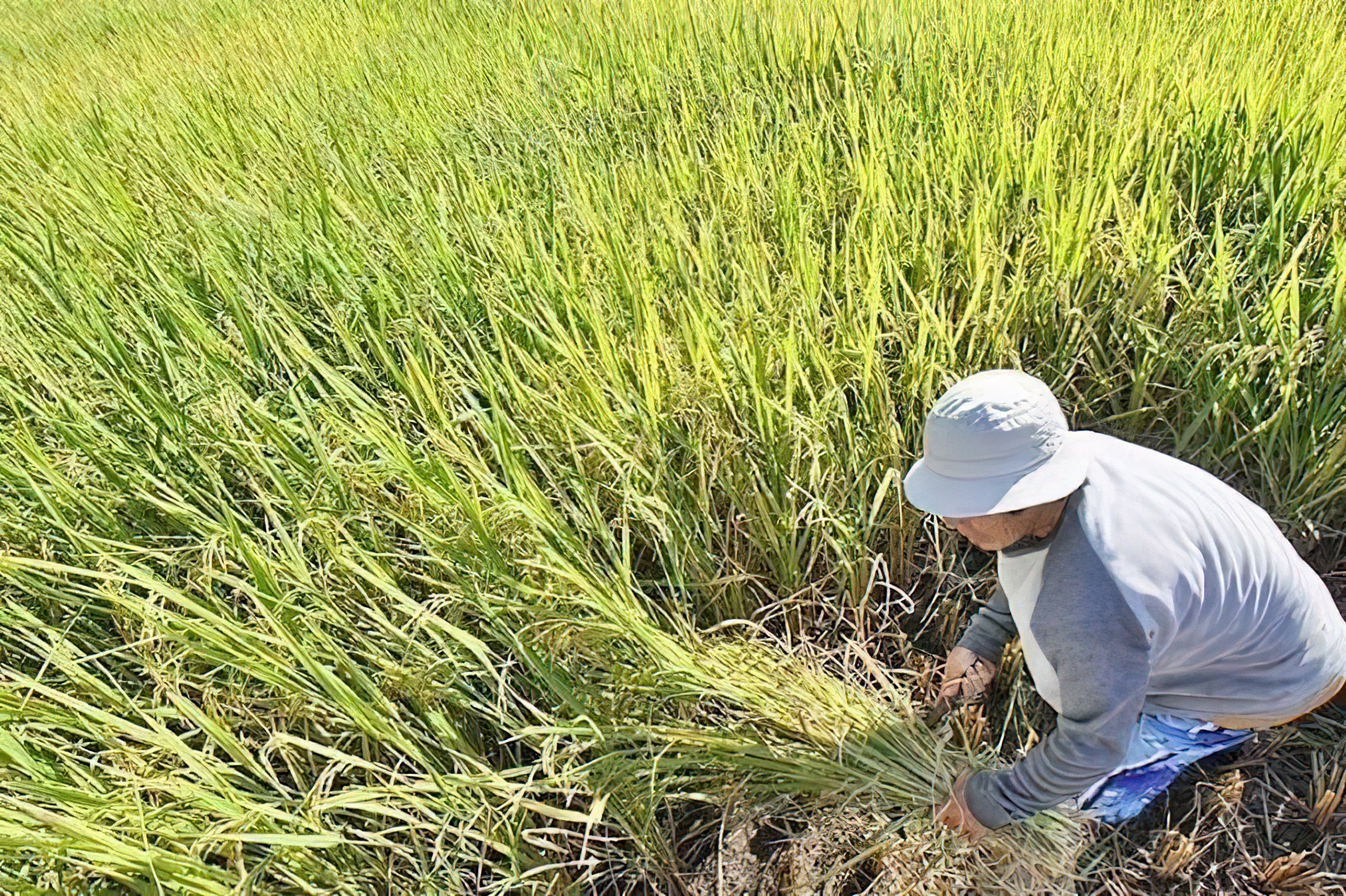 Super El Niño may cut palay harvest by 1 million mt