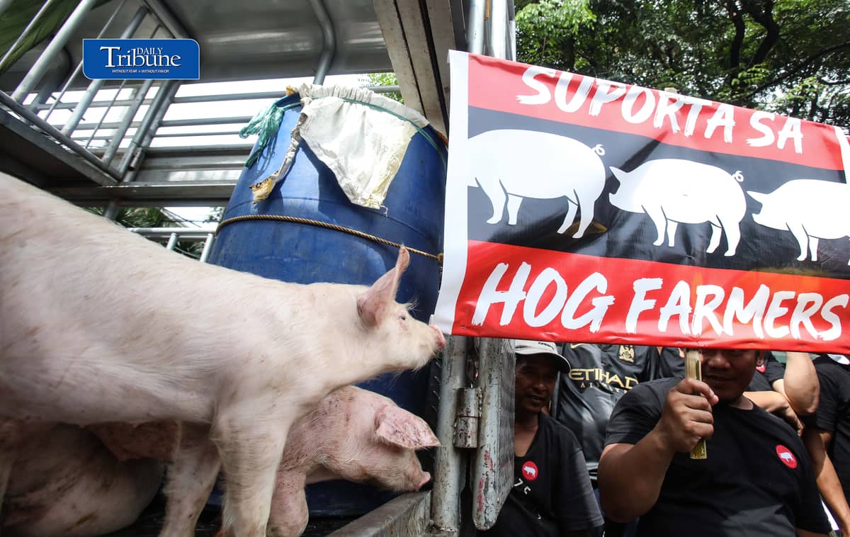 (October 23 2026) Hog raisers group from across the country gathered at the Department of Agriculture office in Quezon City to stage a peaceful rally to voice their grievances concerning the hog-raising industry. urging the government to take immediate action to protect the local hog industry, specially the alleged excessive influx of imported pork, according to them the industry was losing approximately P250 million per day, the farmgate price of pork has plummeted to between P130 and P140 per kilogram in some areas, while the estimated cost of production stands at P180 to P190 per kilogram. Photo/Analy Labor