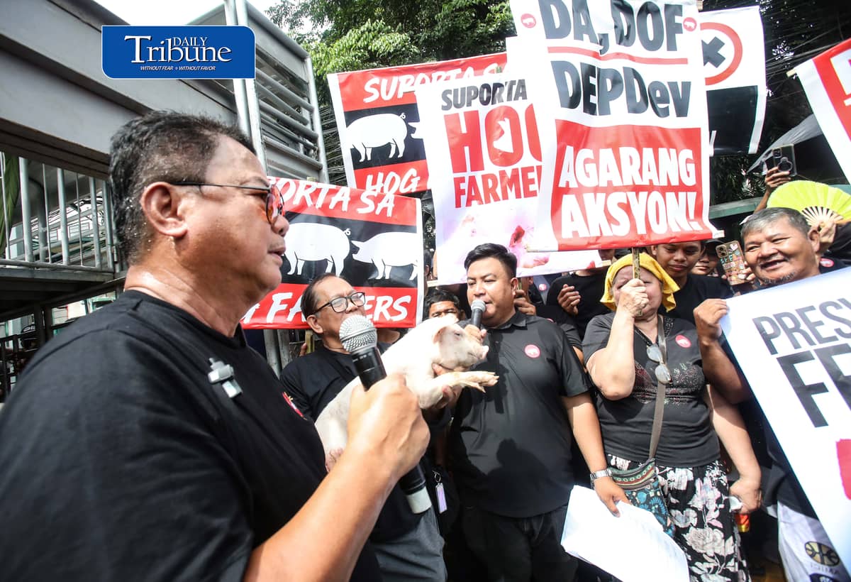 (October 23 2026) Hog raisers group from across the country gathered at the Department of Agriculture office in Quezon City to stage a peaceful rally to voice their grievances concerning the hog-raising industry. urging the government to take immediate action to protect the local hog industry, specially the alleged excessive influx of imported pork, according to them the industry was losing approximately P250 million per day, the farmgate price of pork has plummeted to between P130 and P140 per kilogram in some areas, while the estimated cost of production stands at P180 to P190 per kilogram. Photo/Analy Labor