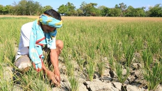 25 Caraga localities declare state of calamity amid drought threats