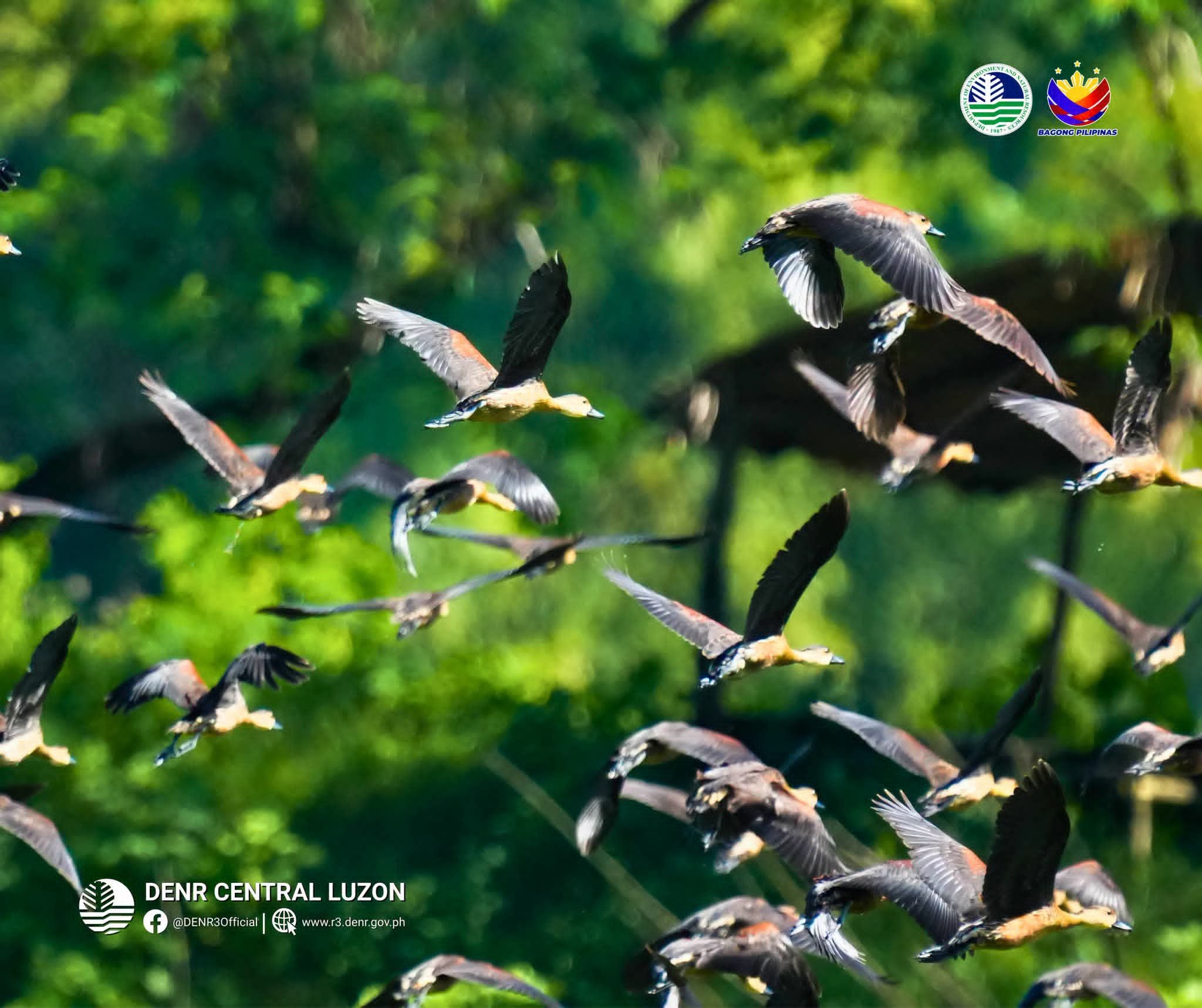 Nearly 4,000 birds counted at Tarlac sanctuary