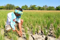 PAGASA is still developing its impact-based forecasting and early warning system for drought.