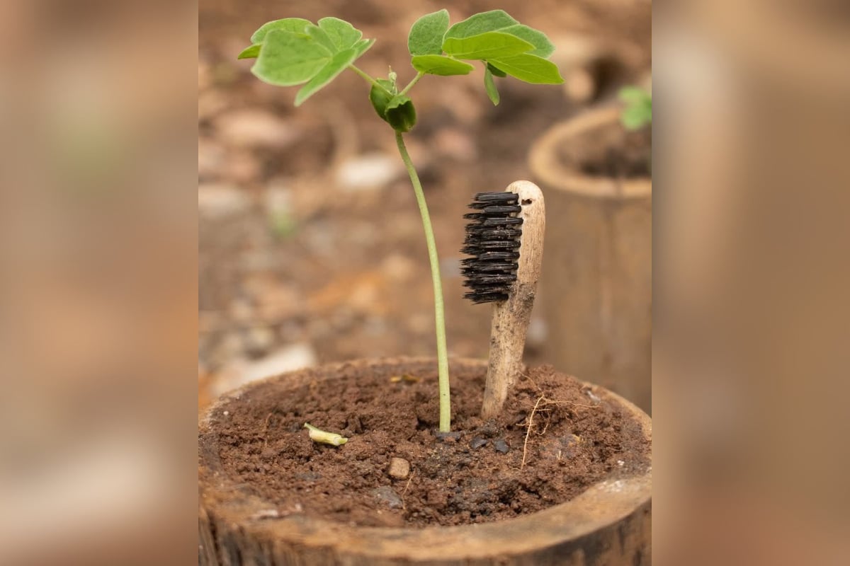 This toothbrush grows into a tree