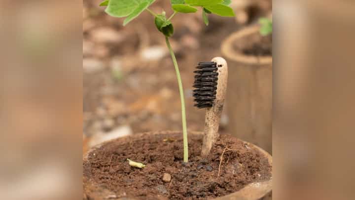 THERE is more to the plantable bamboo toothbrush than promoting dental health.