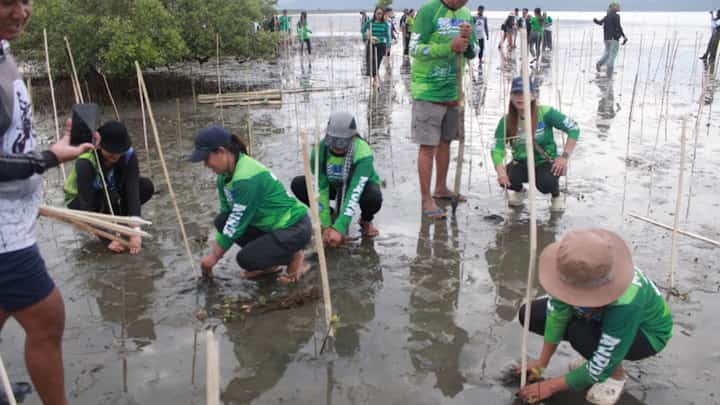 ONE hundred participants from partner agencies, organizations, barangay officials and Aurora State College of Technology students planted 3,000 Bungalon seedlings in support of mangrove conservation and coastal ecosystem restoration at Sitio Disugon, Barangay Tinib, Casiguran, Aurora.