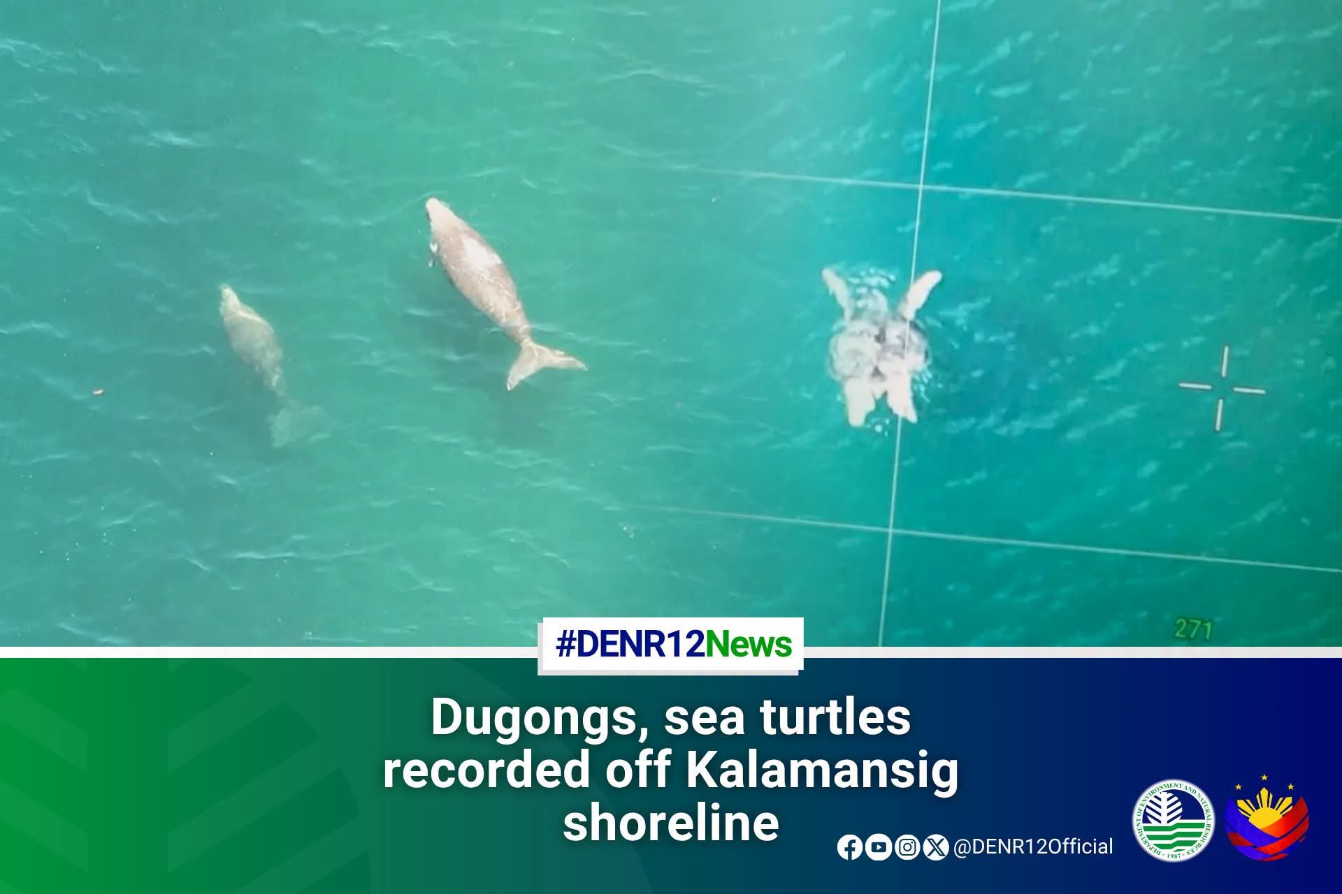 Six dugongs, five green sea turtles spotted off Sultan Kudarat coast
