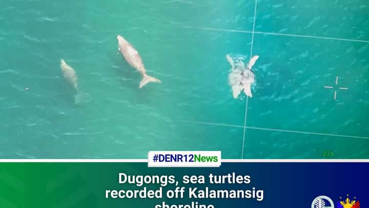 Six dugongs, five green sea turtles spotted off Sultan Kudarat coast