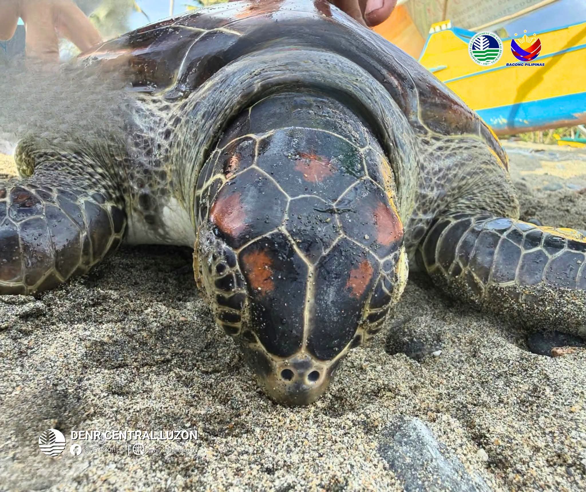 Five green sea turtles released in Aurora