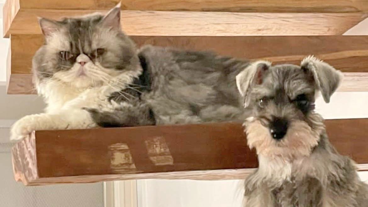 Some spooky tales about our furbabies – unmasked